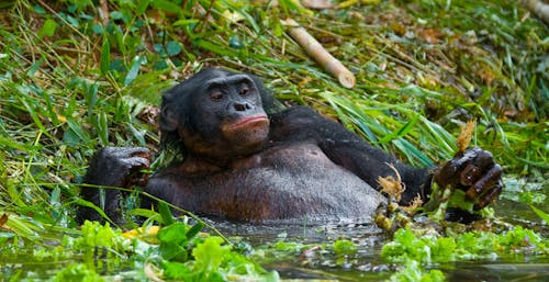 Bonobo (Pan paniscus)